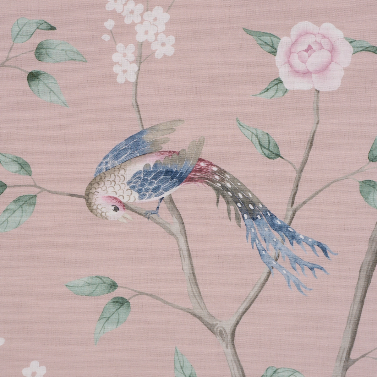 PARADISE BIRDS_ BLUSH