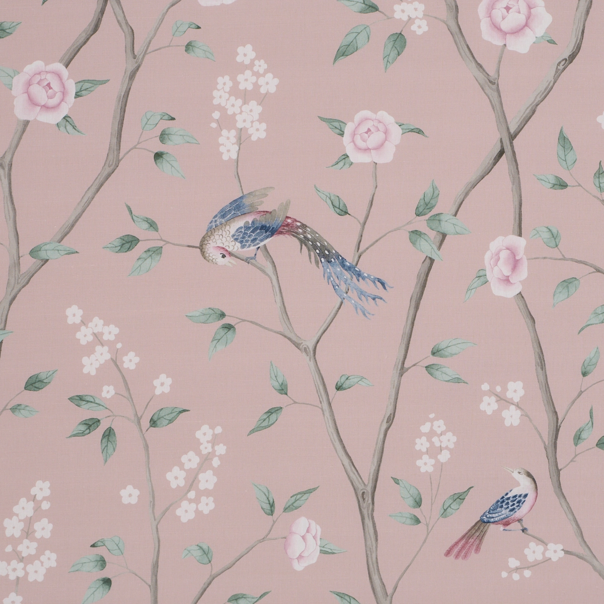 PARADISE BIRDS_ BLUSH