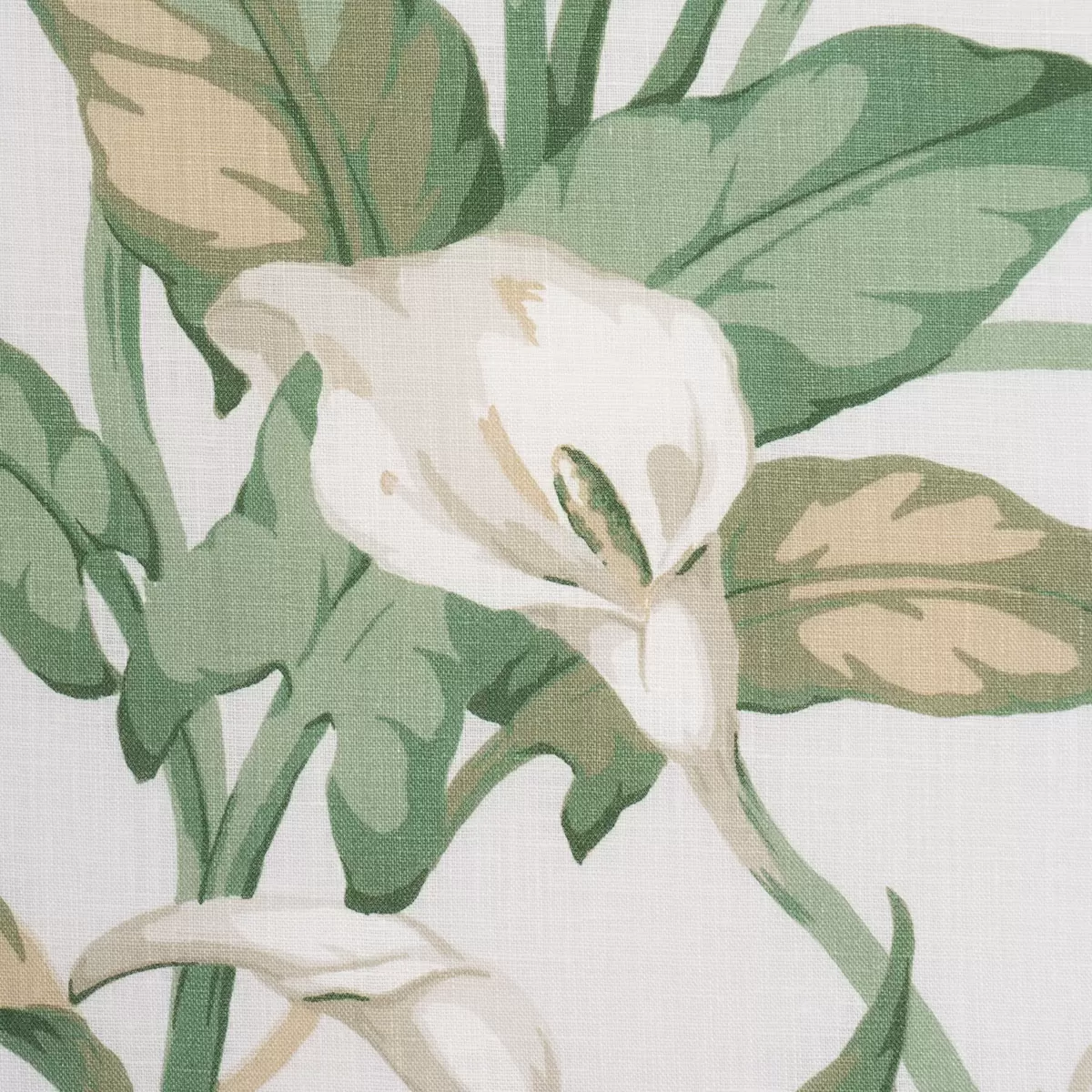 ARUM LILIES_ IVORY
