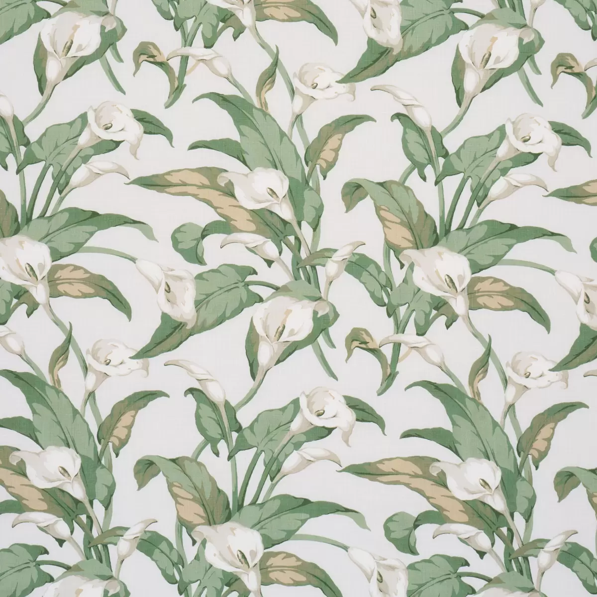 ARUM LILIES_ IVORY