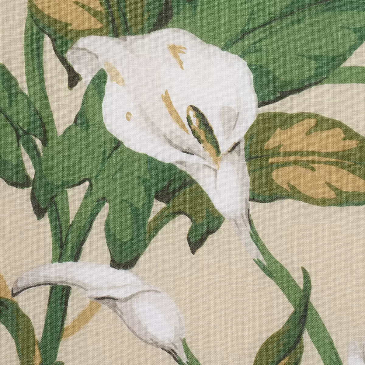 ARUM LILIES_ PARCHMENT