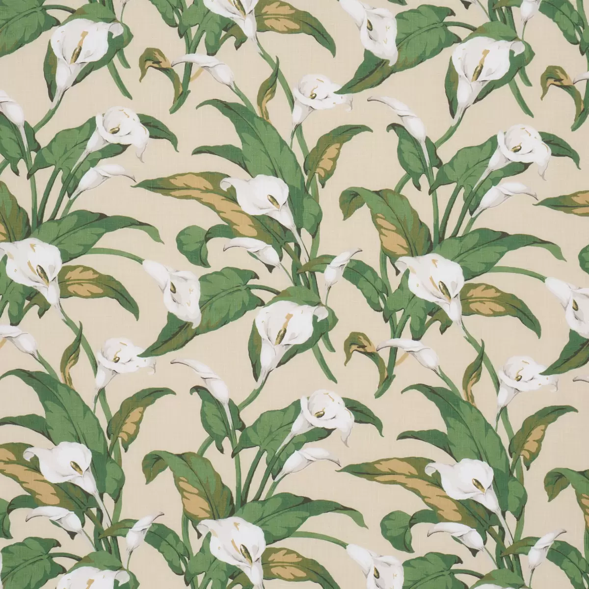 ARUM LILIES_ PARCHMENT