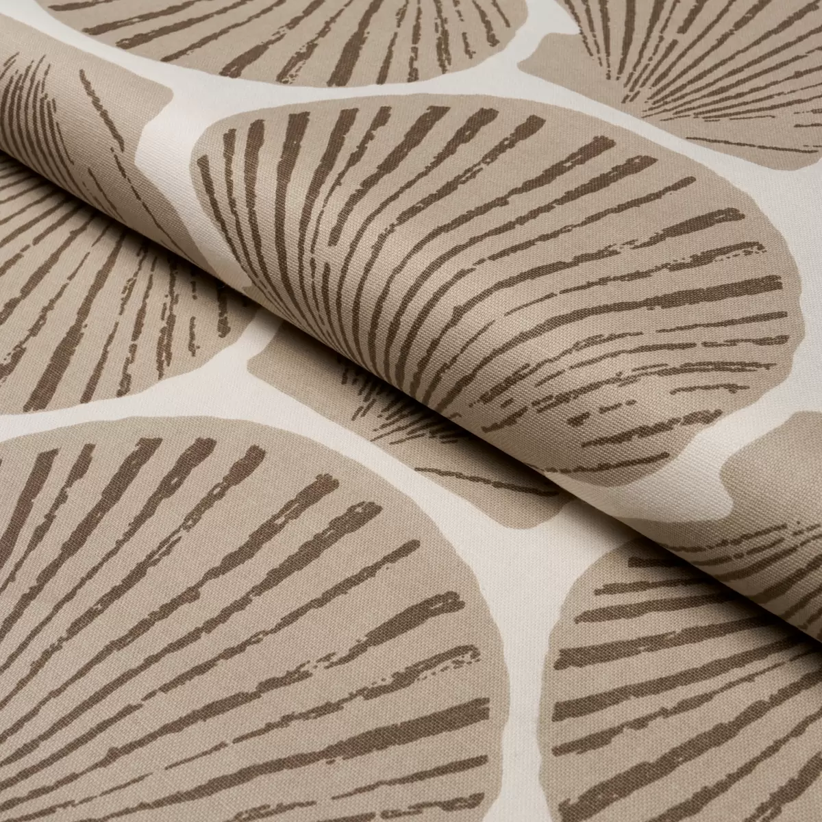 SCALLOP SHELL_ NATURAL