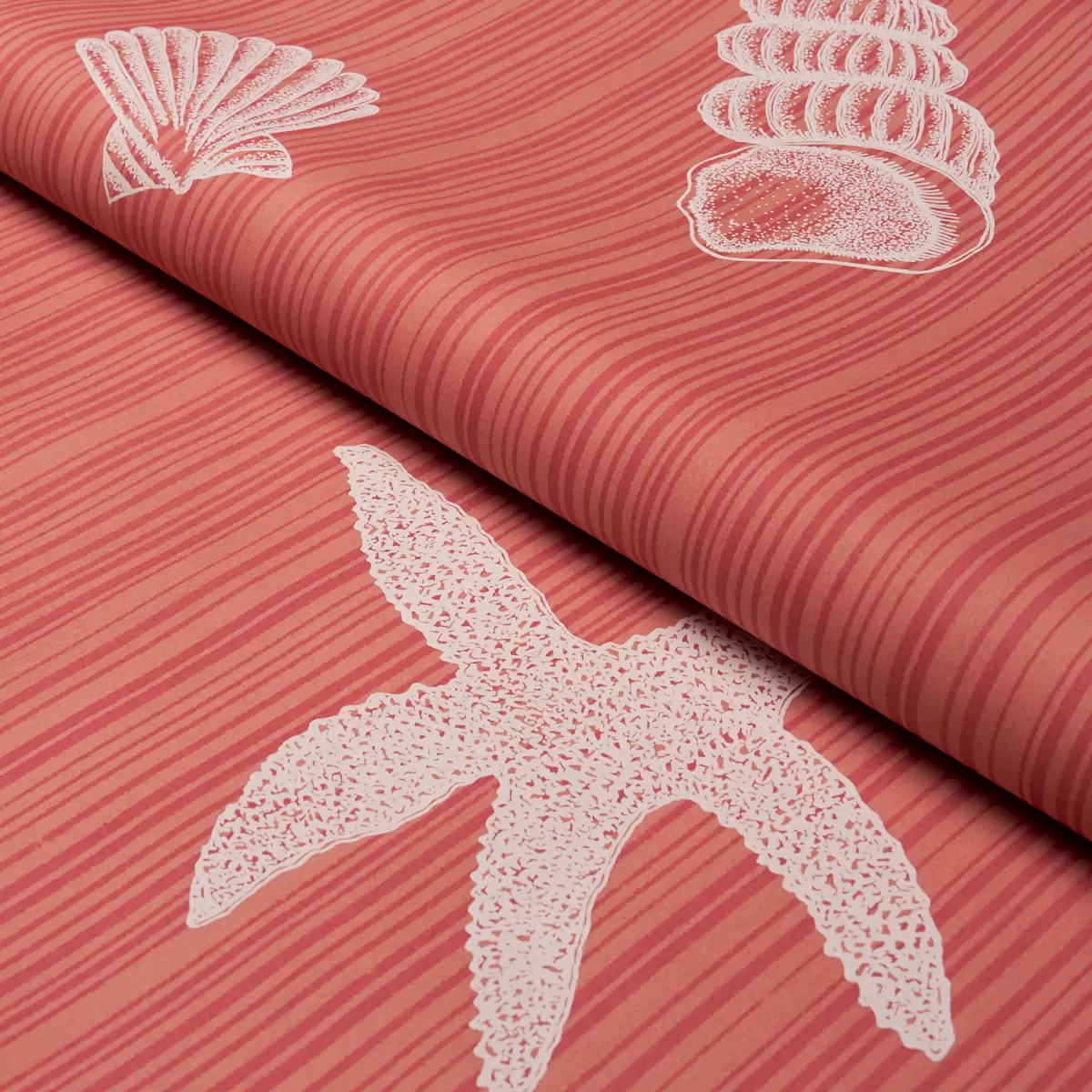 SEASHELLS_ CORAL