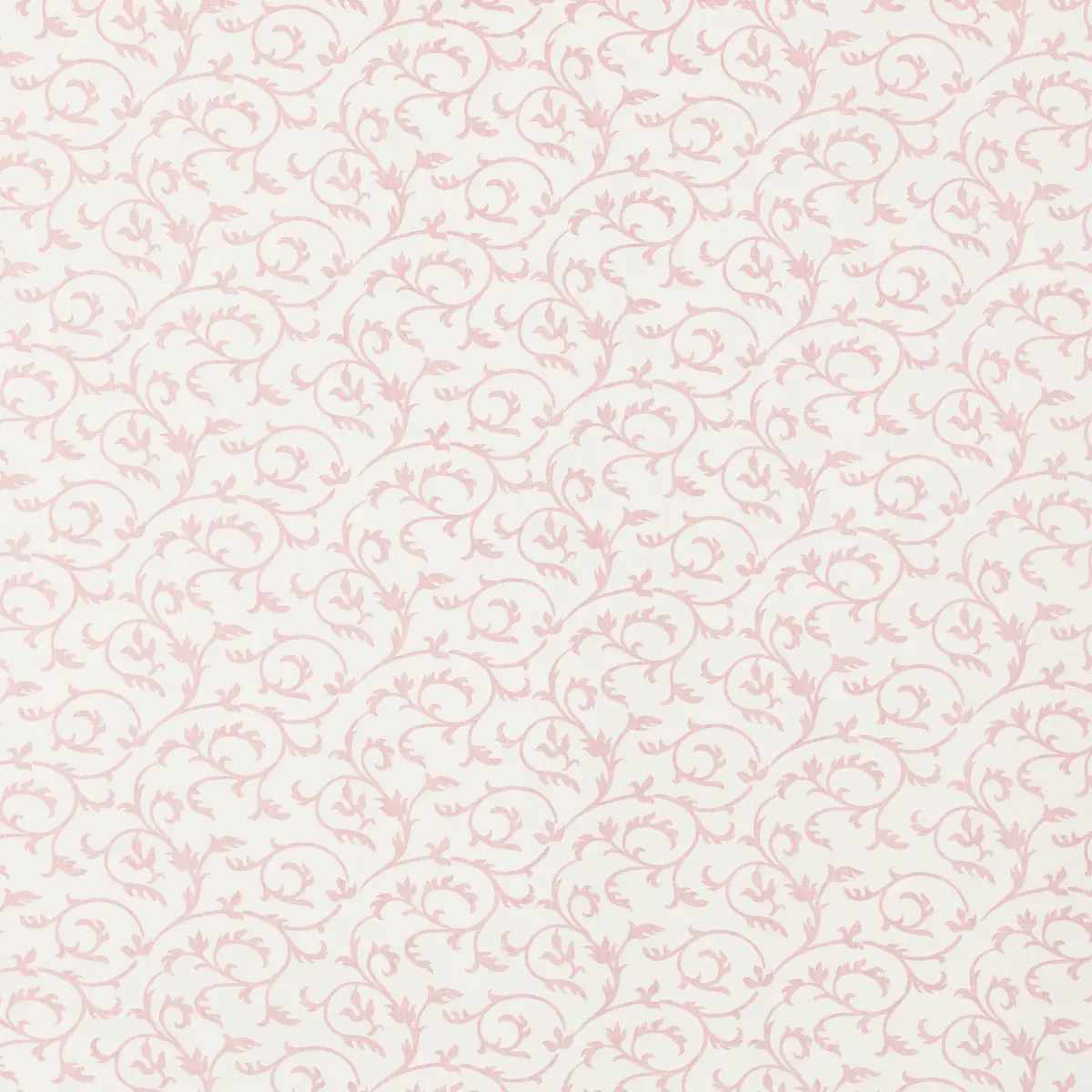 Charlotte_ LAVENDER