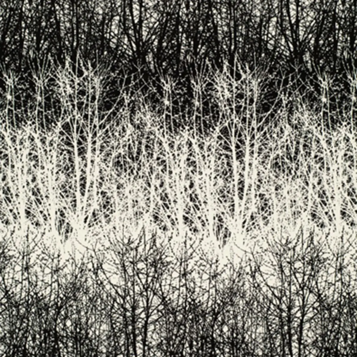 BIRCHES_ BLACK