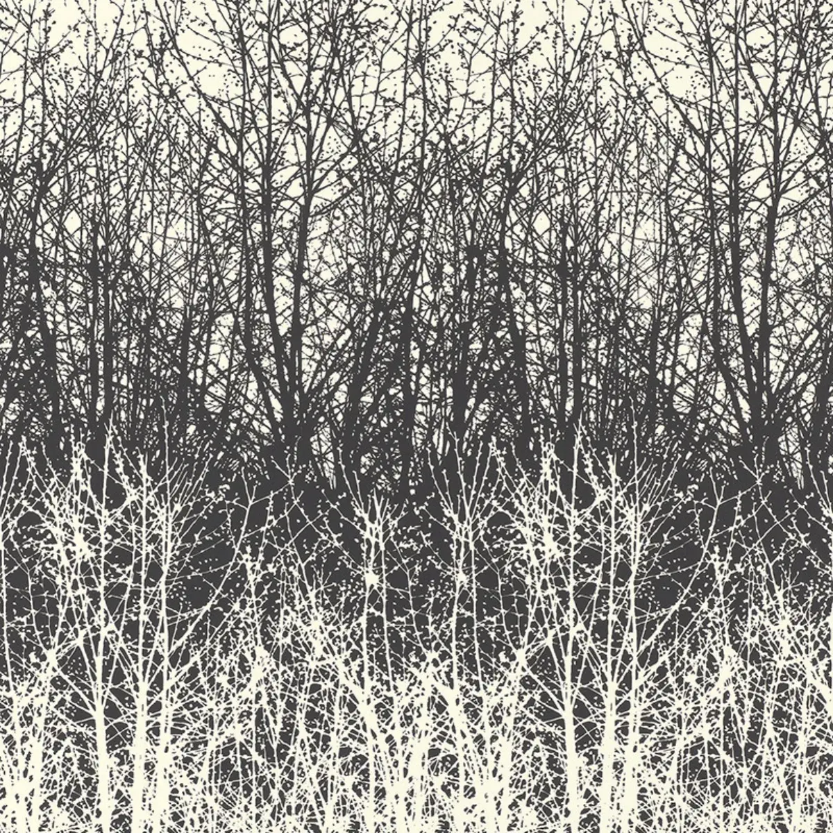 BIRCHES_ BLACK/WHITE