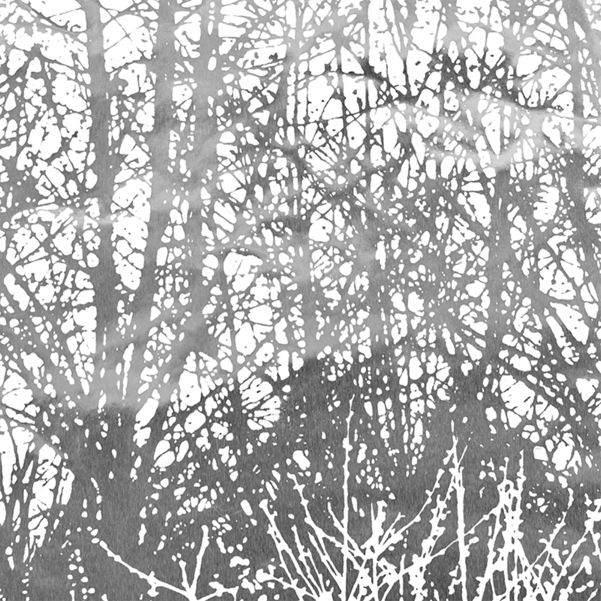 BIRCHES_ SILVER