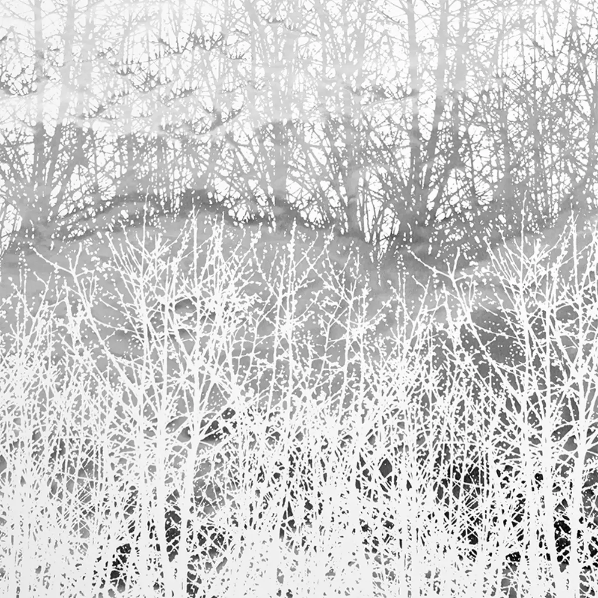 BIRCHES_ SILVER