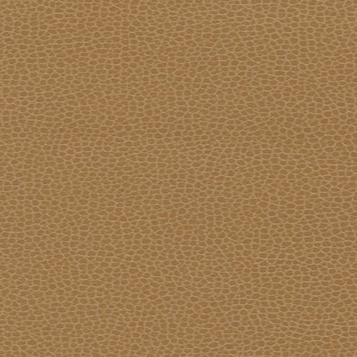 PROMESSA_ CAMEL