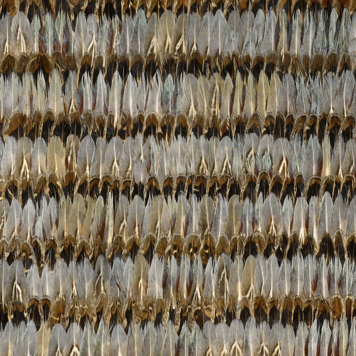 EVERGLADES_ DOVE