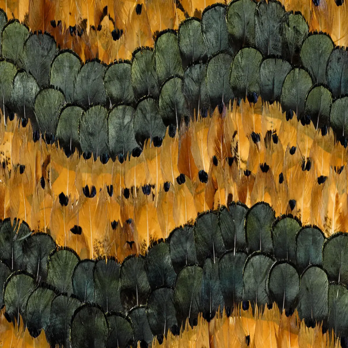 GOLDEN HILL_ CITRINE