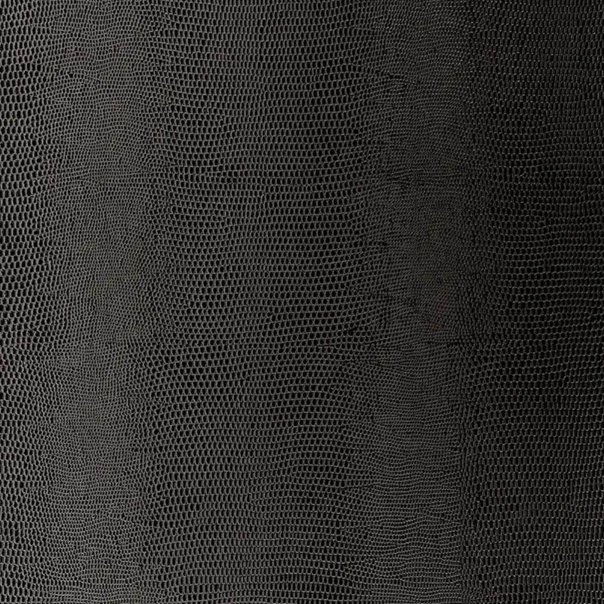 Lizard_ CARBON