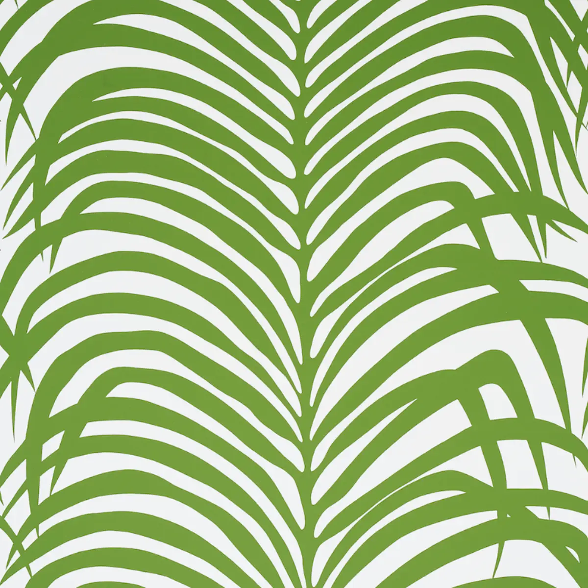 ZEBRA PALM_ JUNGLE