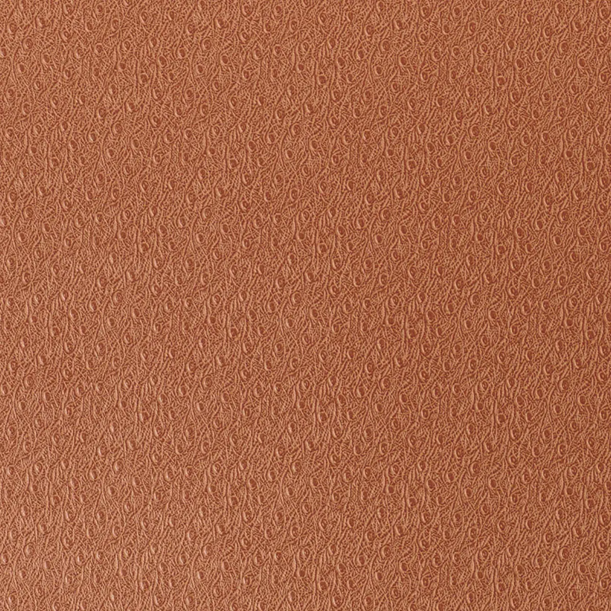 Ostrich_ GINGER