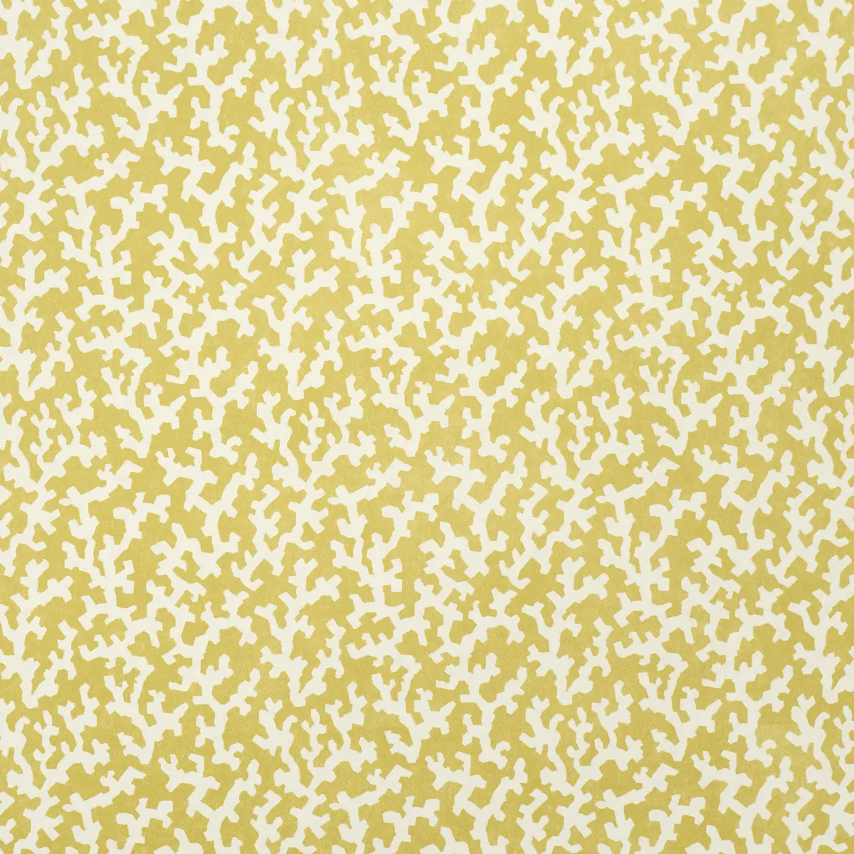 FOLLY_ MIMOSA