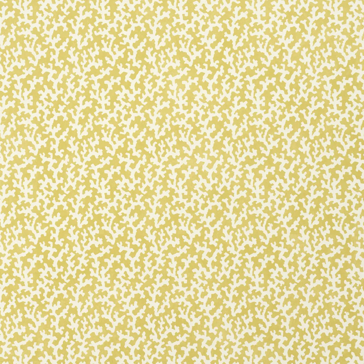 FOLLY_ MIMOSA