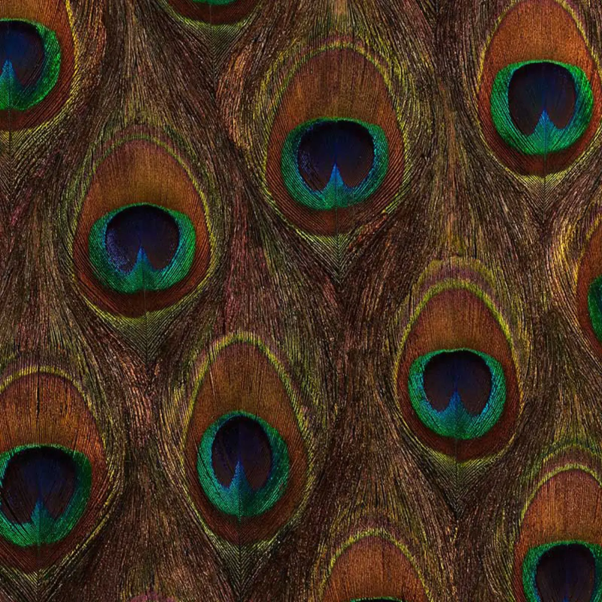 PEACOCK ORE_ PEACOCK