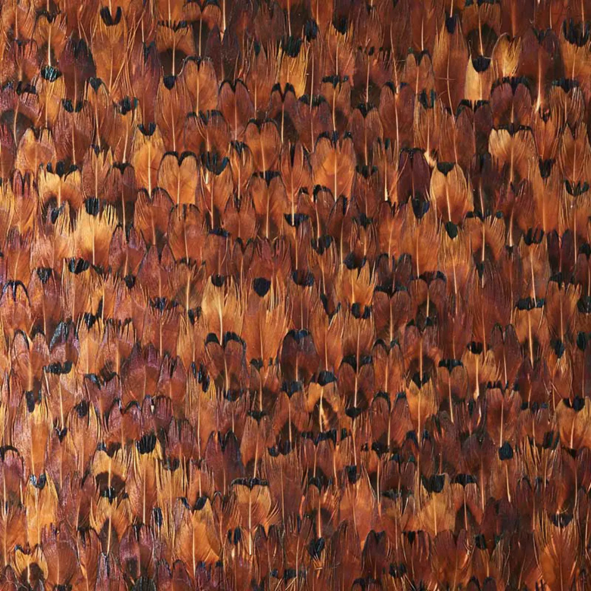 COPPER_ CHOCOLATE