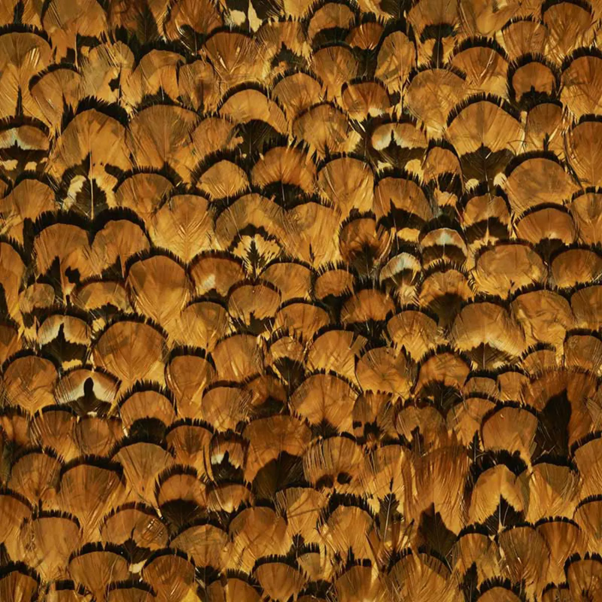 LIMONITE_ APRICOT
