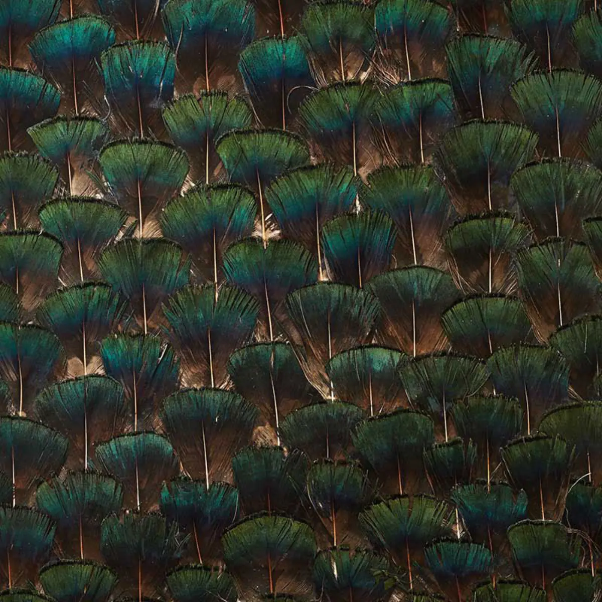 EDENITE_ MOSS GREEN
