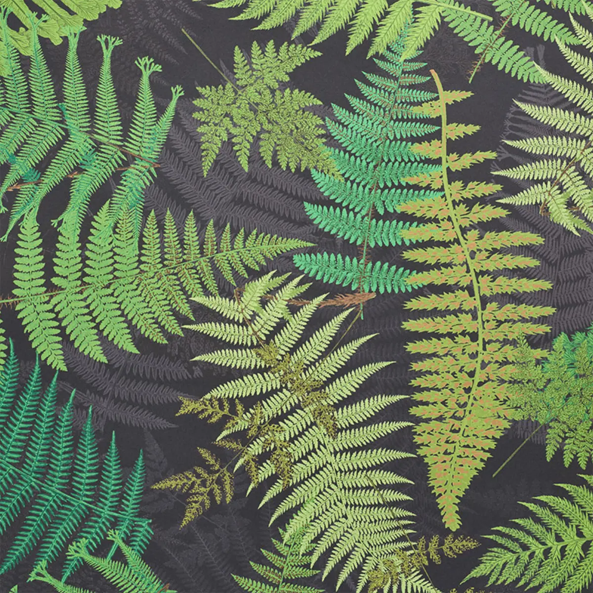 FERNARIUM_ BLACK & LEAF