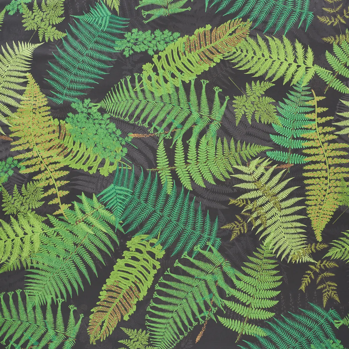 FERNARIUM_ BLACK & LEAF