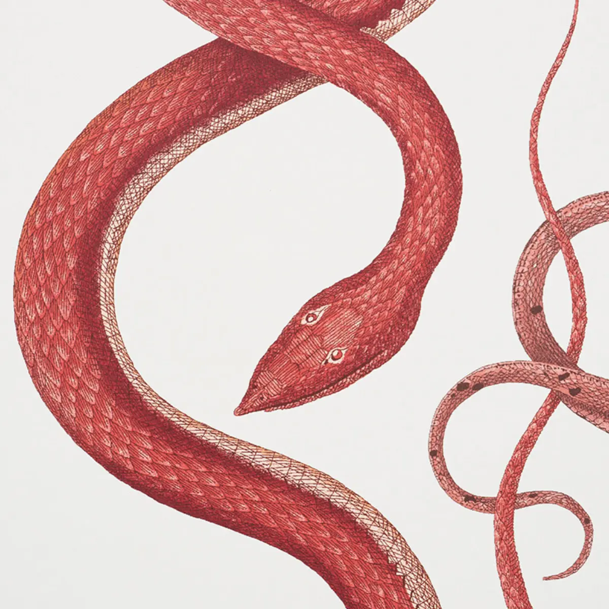 GIOVE_ RUBY & GARNET