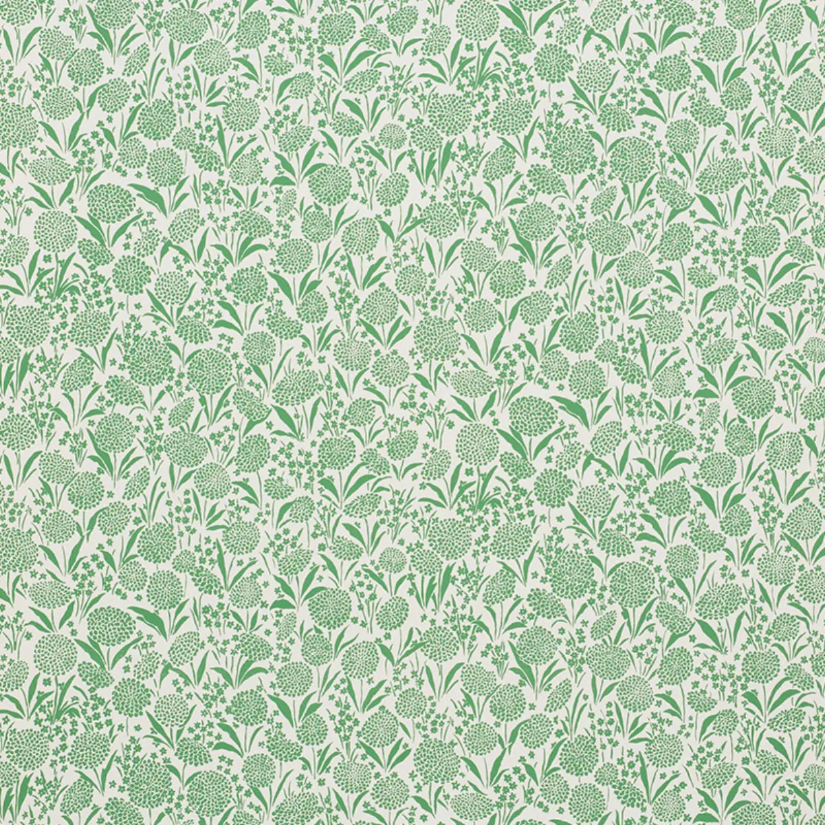 Chrysanthemum_ GREEN