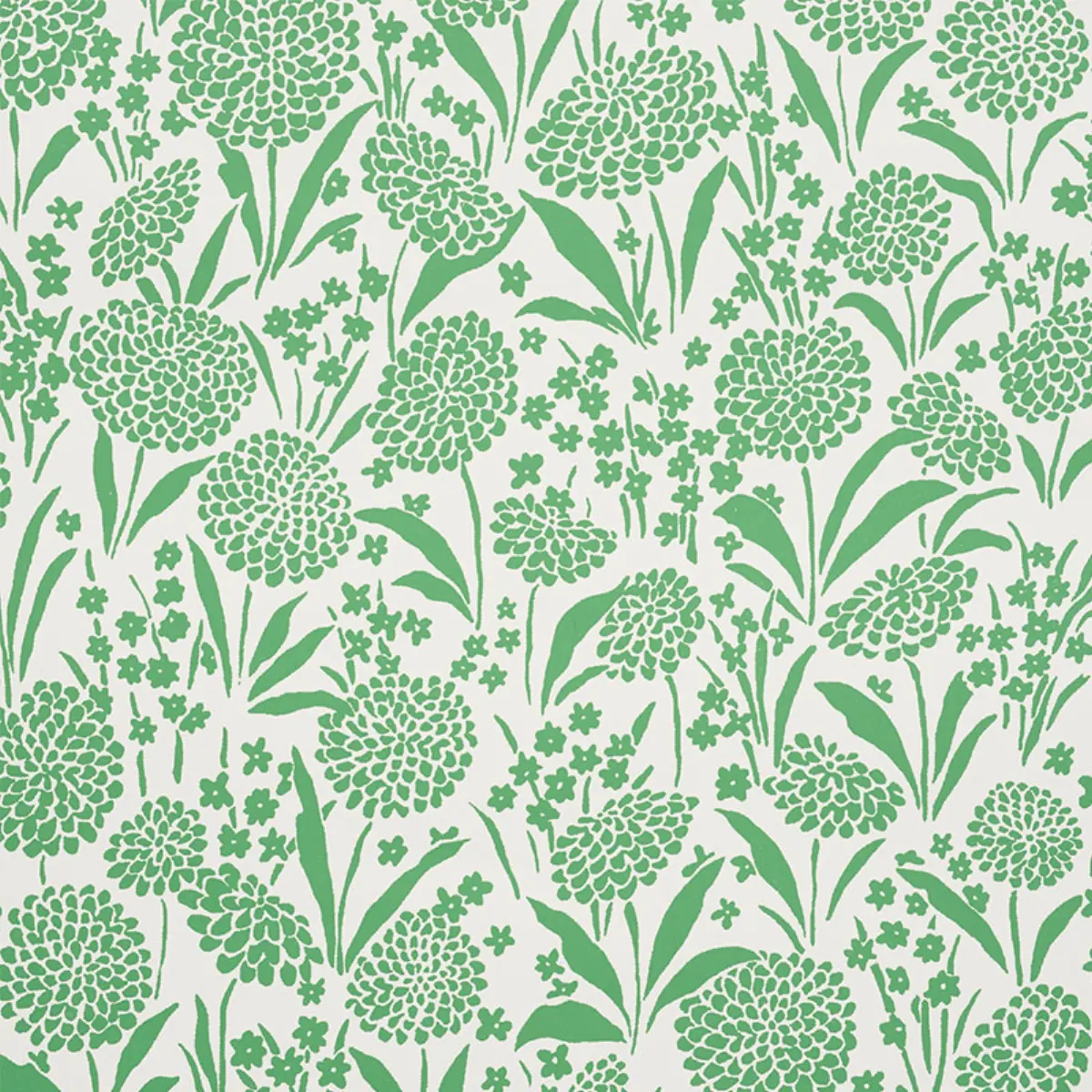 Chrysanthemum_ GREEN