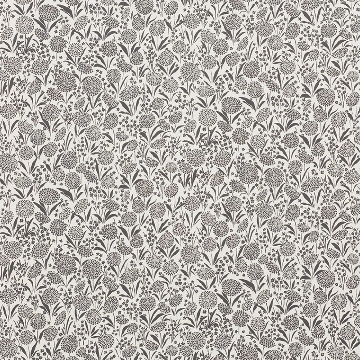 CHRYSANTHEMUM_ CARBON