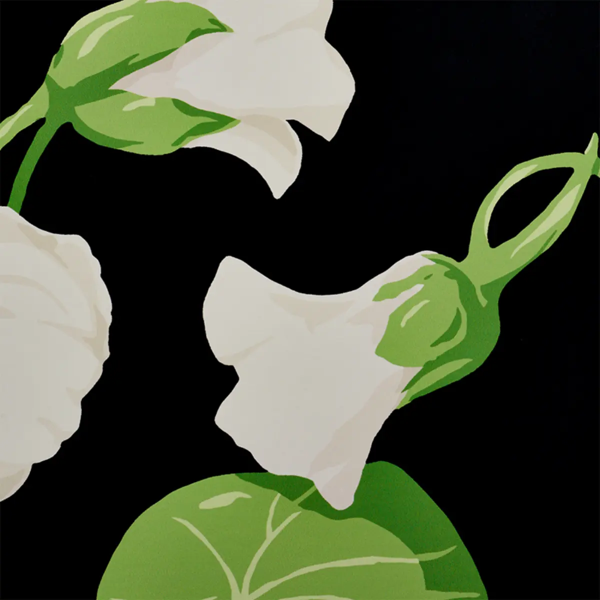 NASTURTIUM_ NOIR