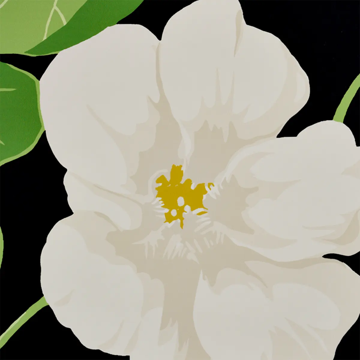 NASTURTIUM_ NOIR