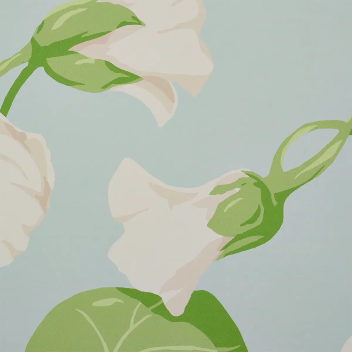 NASTURTIUM_ SKY