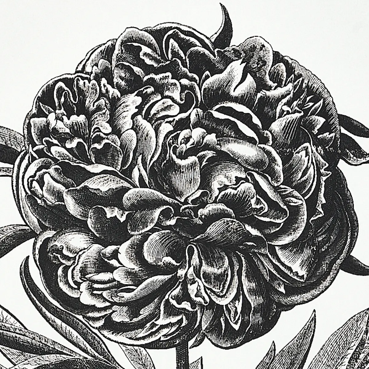 CABOT BOTANICAL LARGE_ IVORY