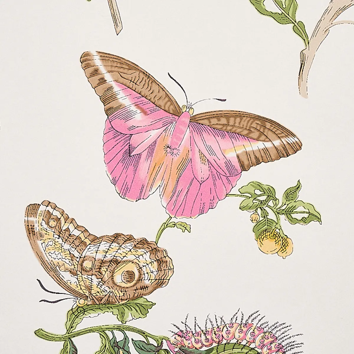BAUDIN BUTTERFLY_ BLUSH