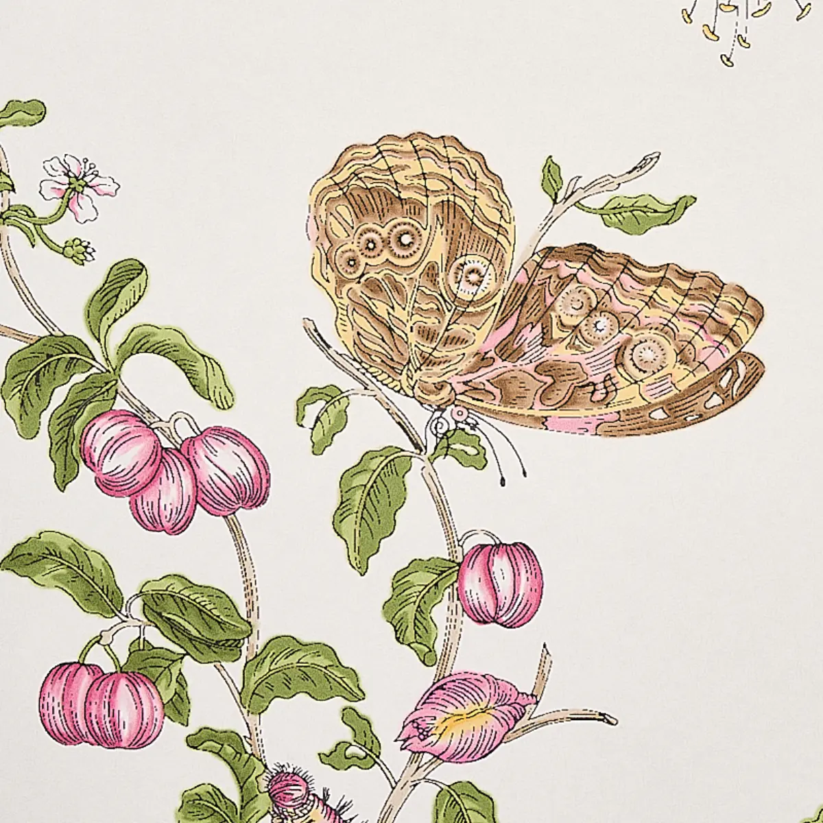 BAUDIN BUTTERFLY_ BLUSH