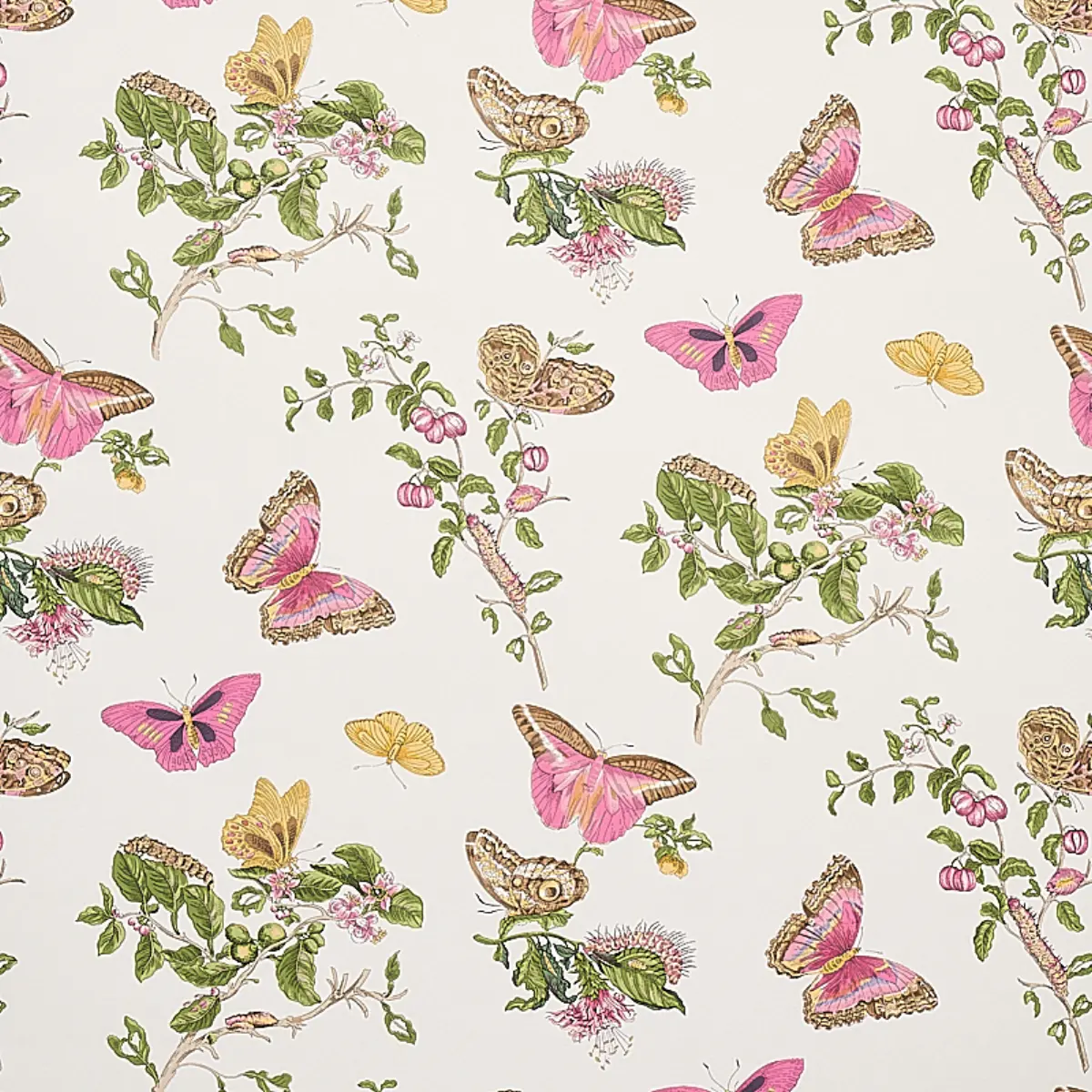 BAUDIN BUTTERFLY_ BLUSH