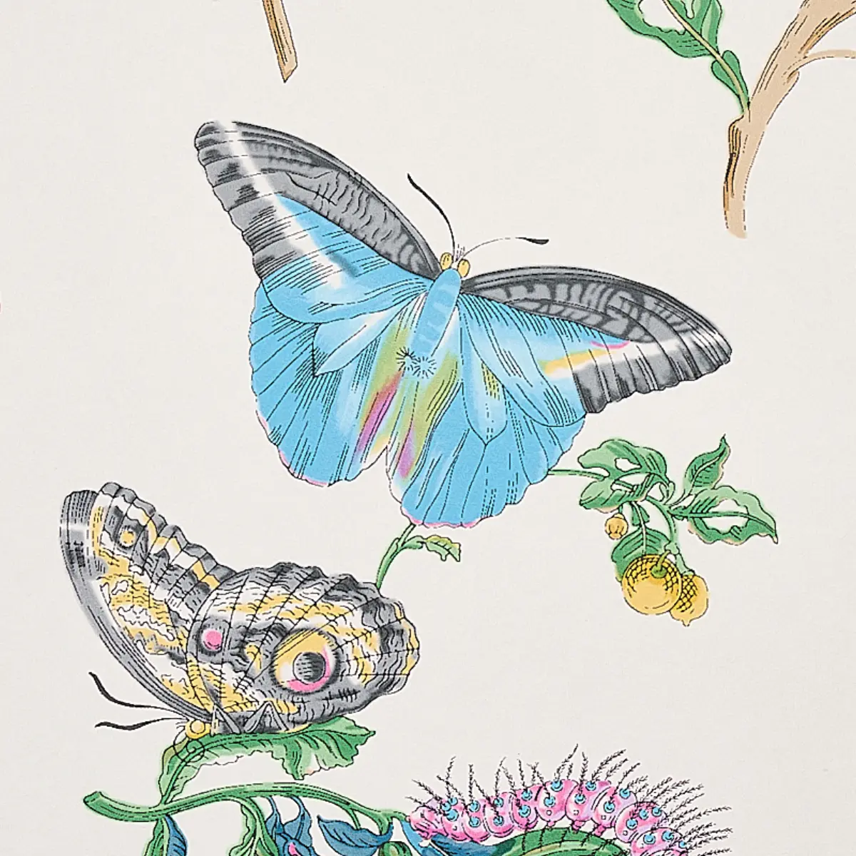 BAUDIN BUTTERFLY_ TURQUOISE