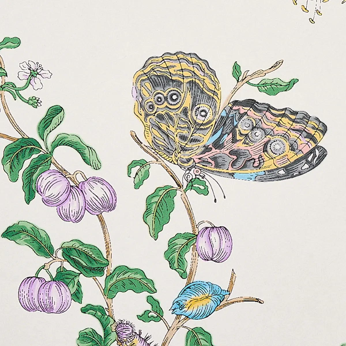 BAUDIN BUTTERFLY_ TURQUOISE