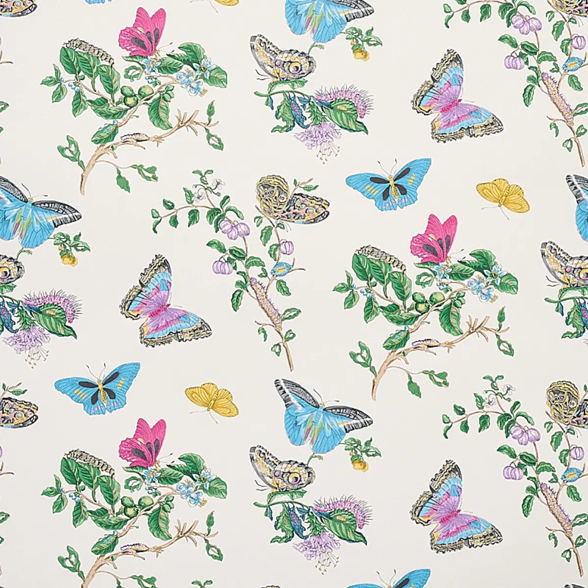 BAUDIN BUTTERFLY_ TURQUOISE