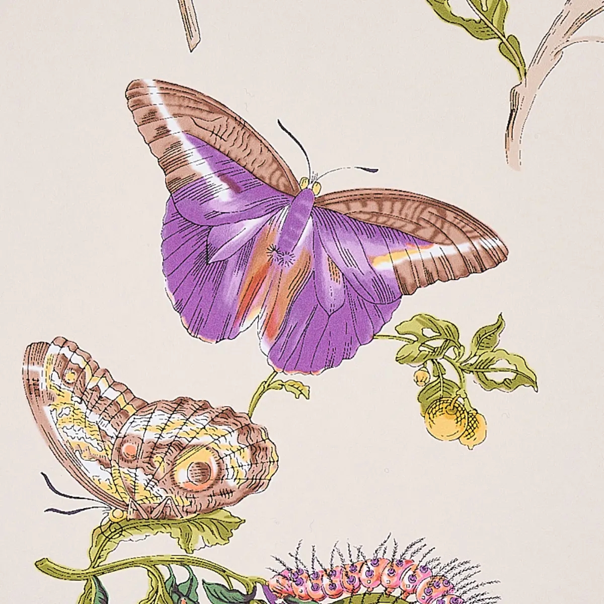 BAUDIN BUTTERFLY_ PURPLE