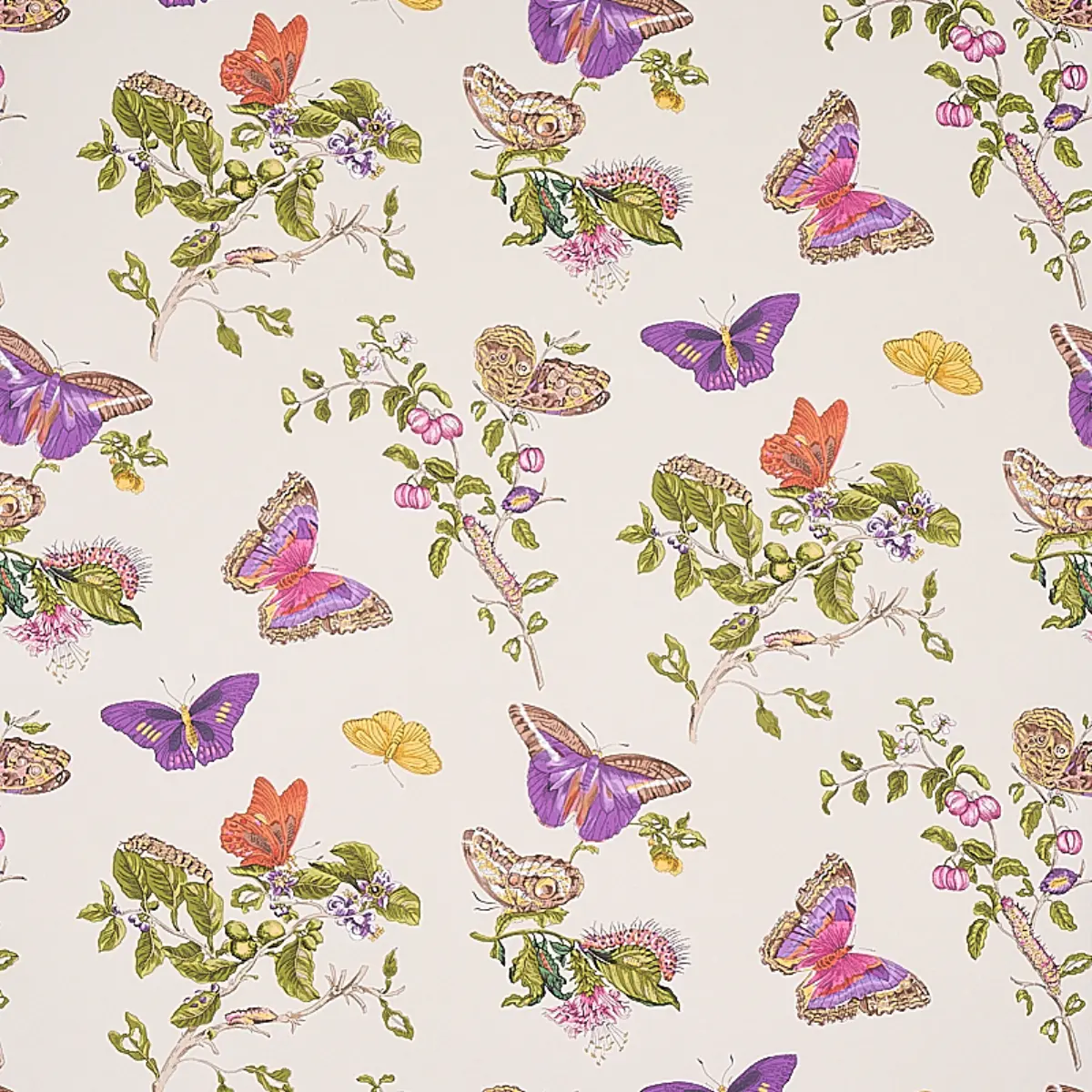 BAUDIN BUTTERFLY_ PURPLE