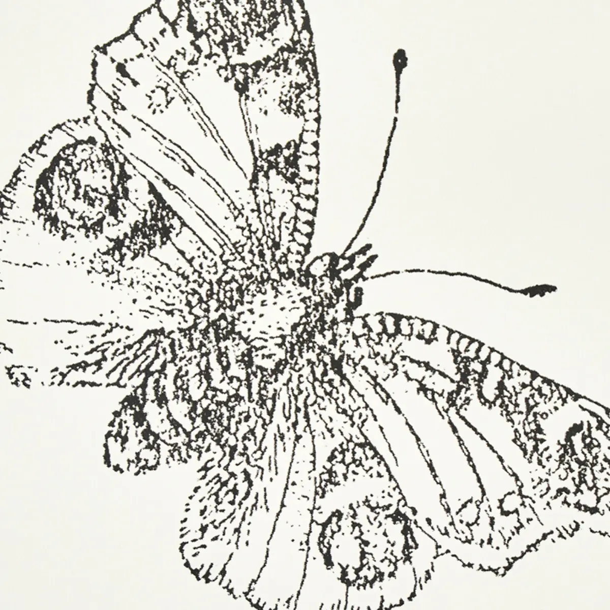 BURNELL BUTTERFLY_ IVORY