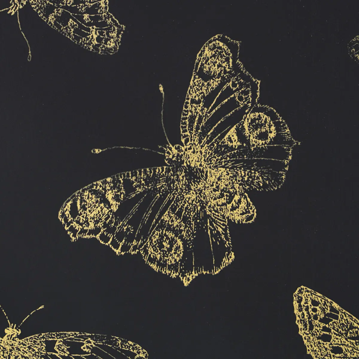 BURNELL BUTTERFLY_ BLACK