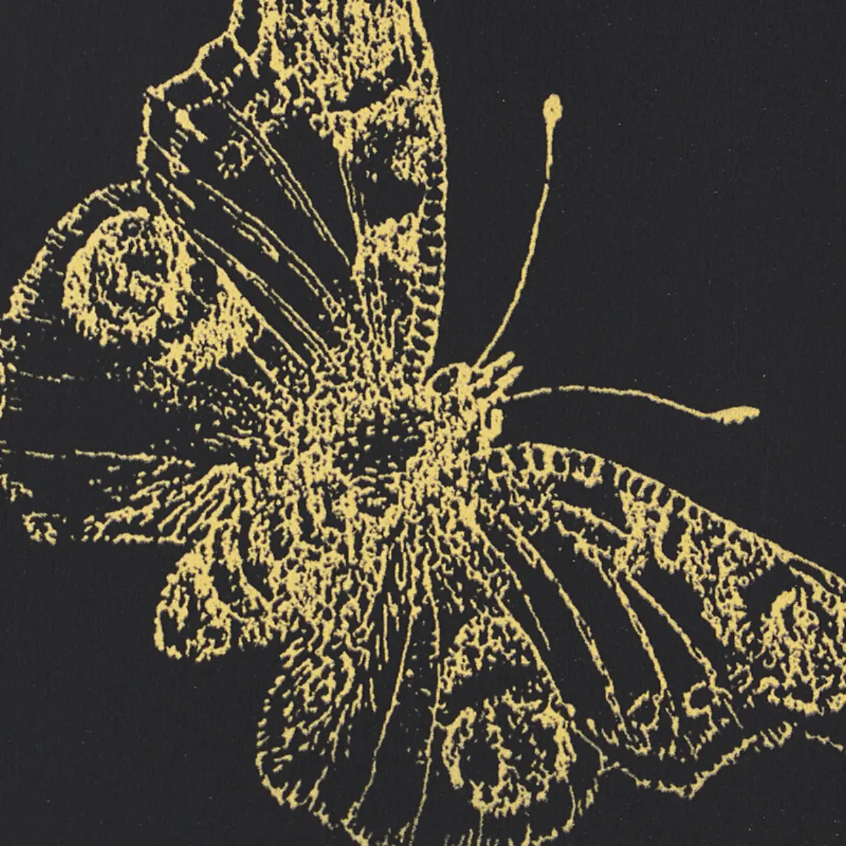 BURNELL BUTTERFLY_ BLACK