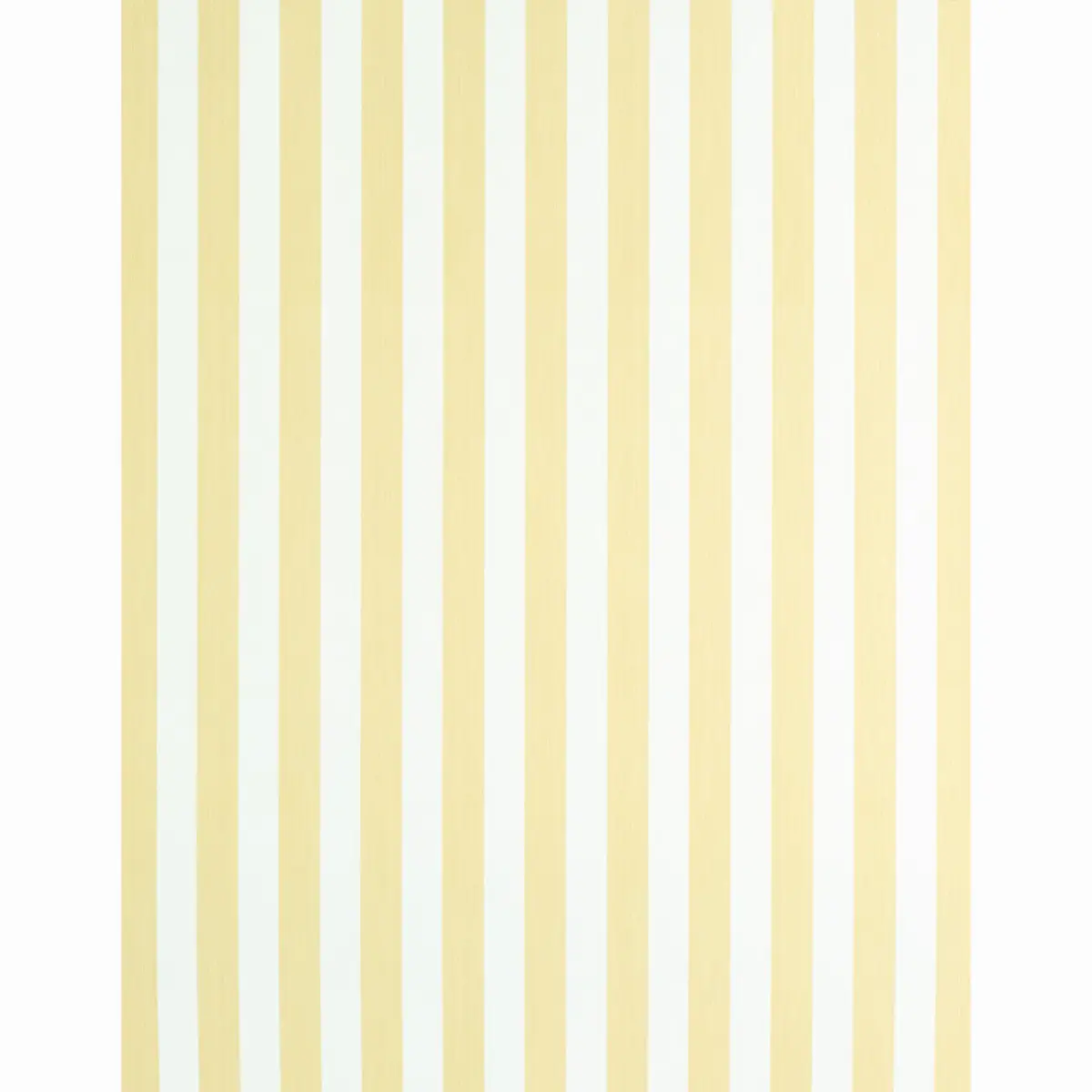EDWIN STRIPE MEDIUM_ BUTTERCUP