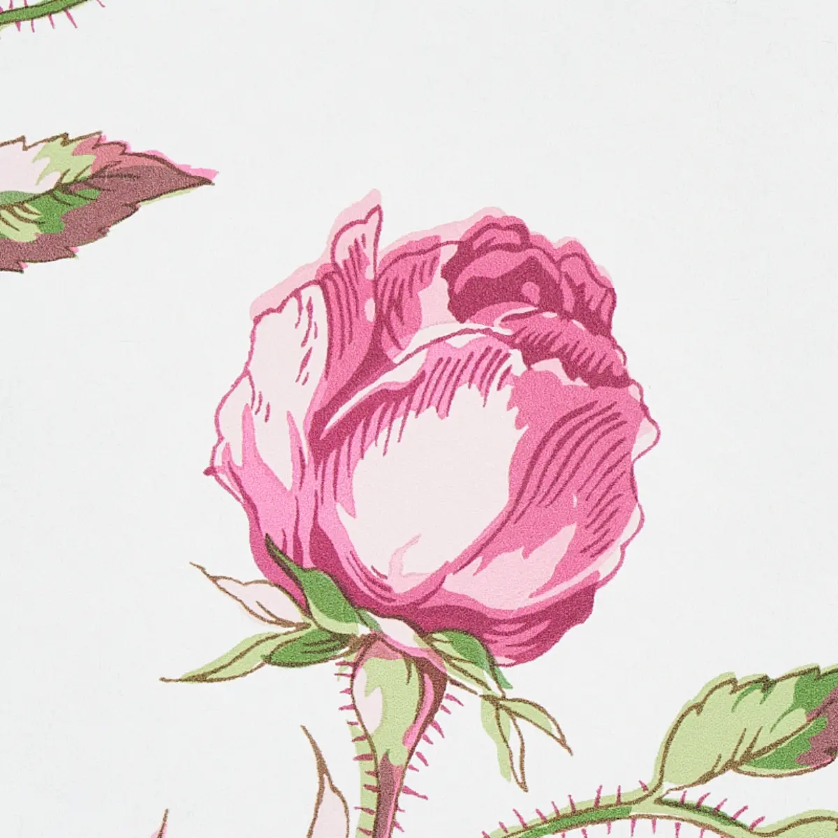 BELUZE_ MAGENTA
