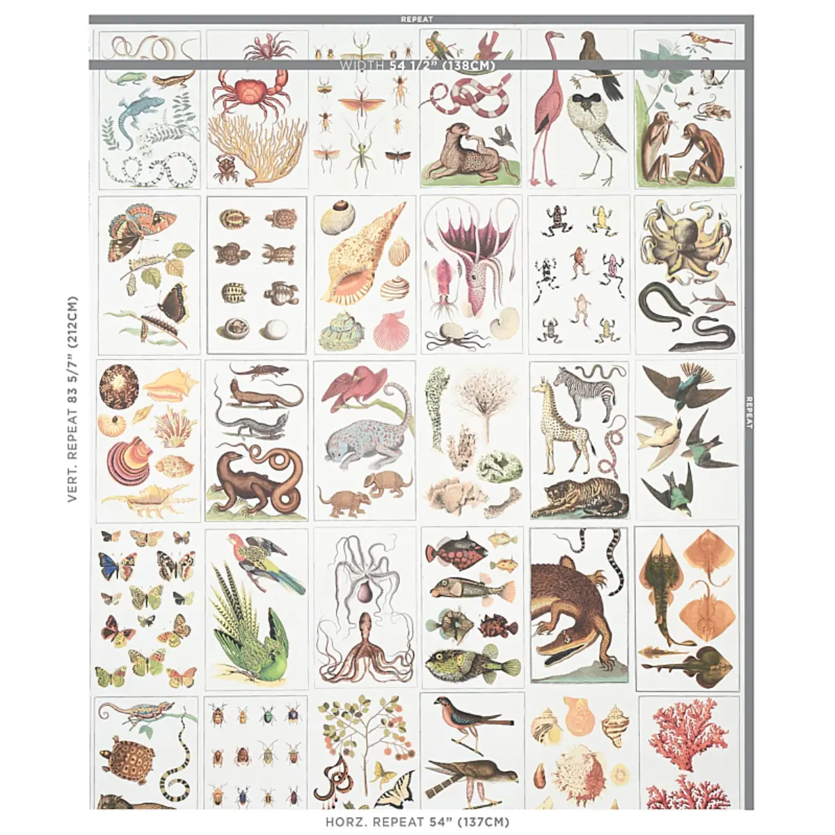 BAUHIN_ DOCUMENT MULTI