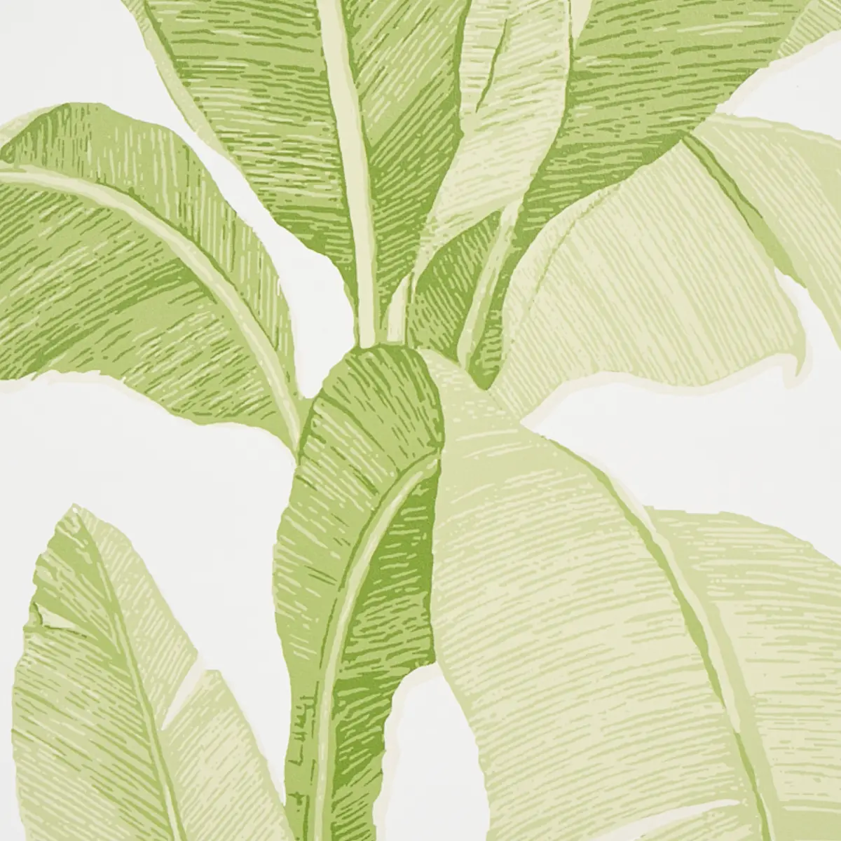 ERISIMO_ LEAF